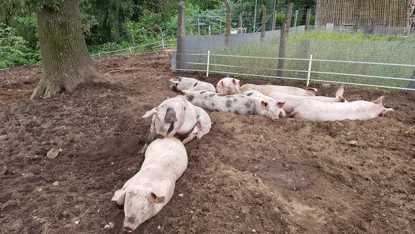Matschweine Lila Hofladen Hof/Schmidt im Außen Gehege auf der Wiese entspannt